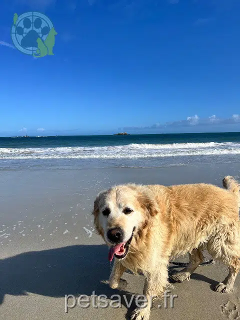 chien lost   29440 Plouzévédé Jack