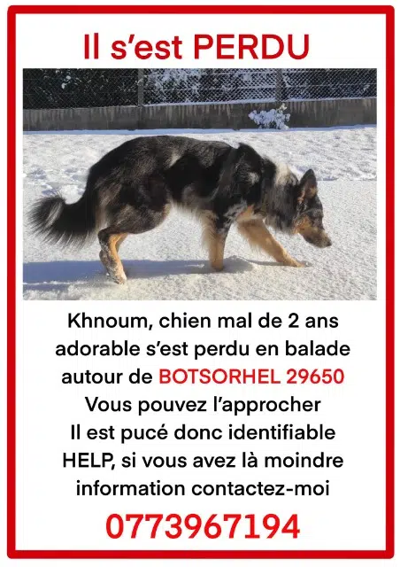 chien lost   29650 Botsorhel Khnoum
