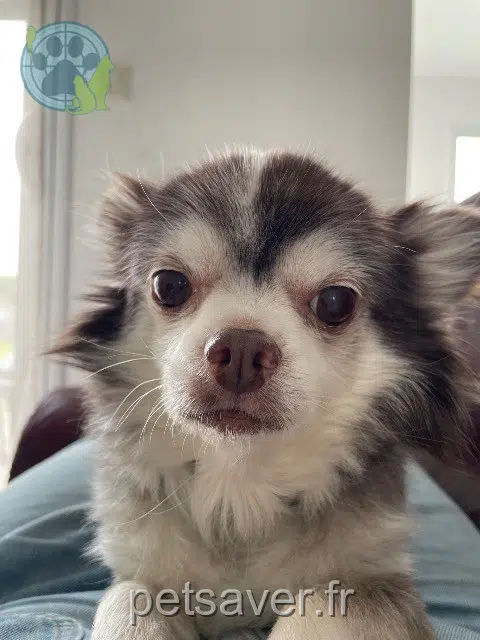 chien lost   29660 Carantec Lewis
