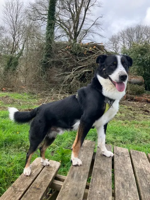 chien lost   29630 Plougasnou Marley
