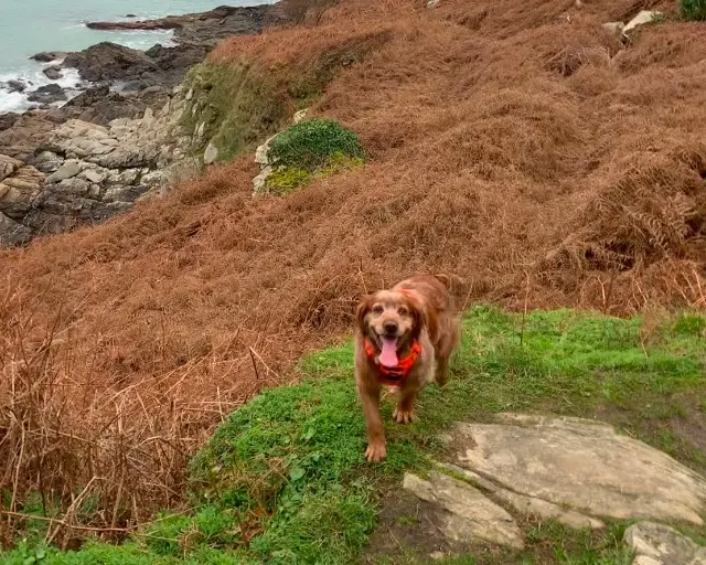 chien lost   29650 Plouégat-Moysan Odin