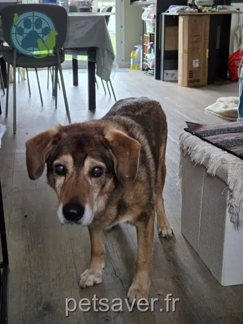 chien lost   29820 Guilers Papi