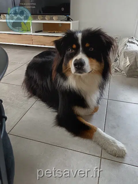 chien lost   29930 Pont-Aven Sisko