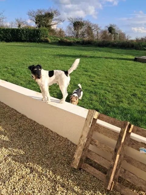 chien lost   29440 Saint-Derrien Stark