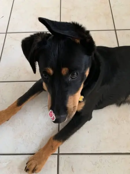 chien lost   29280 Plouzané Tiako