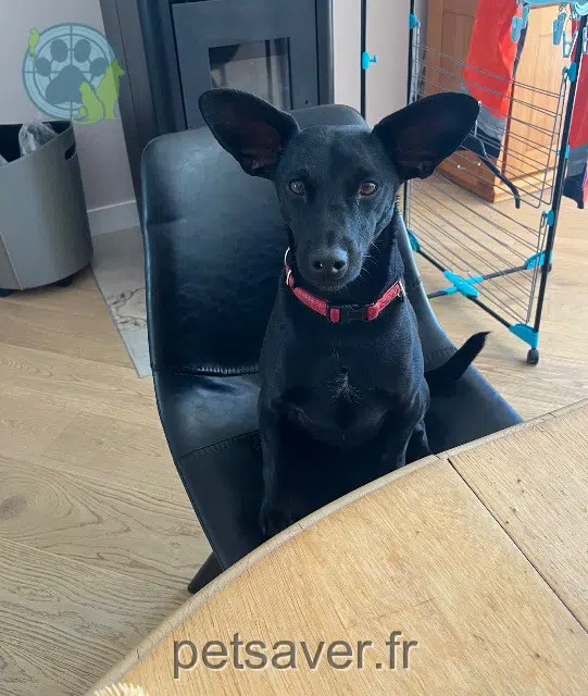 chien lost 29950 Gouesnach Tokyo