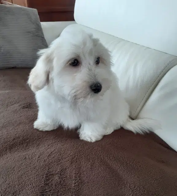 chien lost   29820 Bohars Ugo