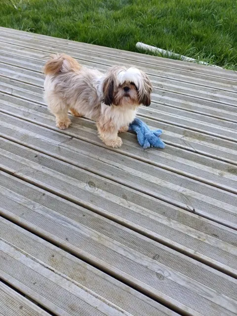 chien lost   29600 Morlaix Ulhan