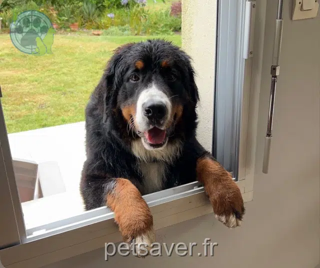 Hund lost   29100 Poullan-sur-Mer Ulysse