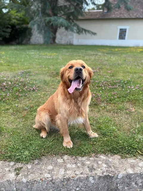 chien lost   29270 Kergloff Uno