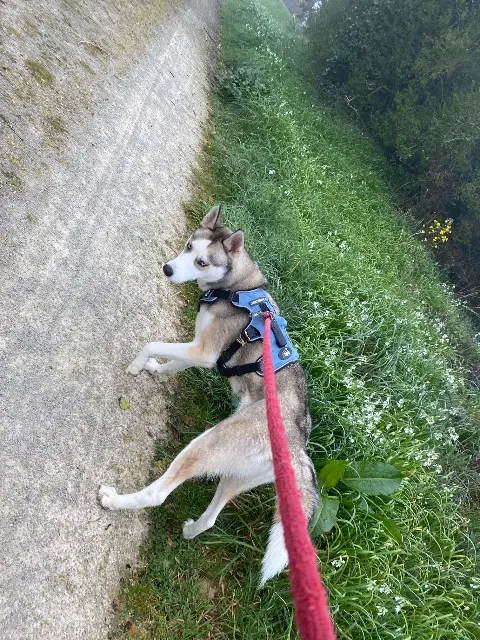 chien lost   29600 Morlaix Urcane