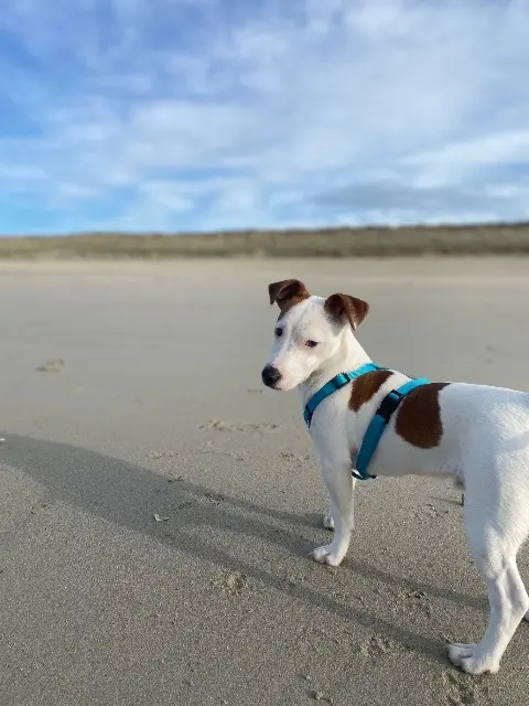 chien lost   29260 Le Folgoët vasco