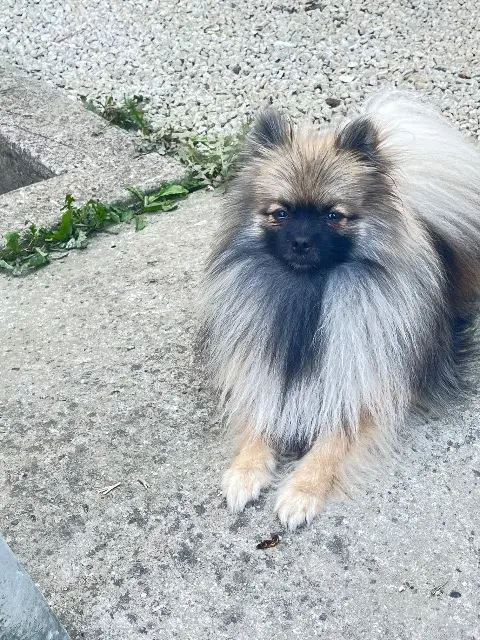 chien lost   29420 Plouvorn Versace