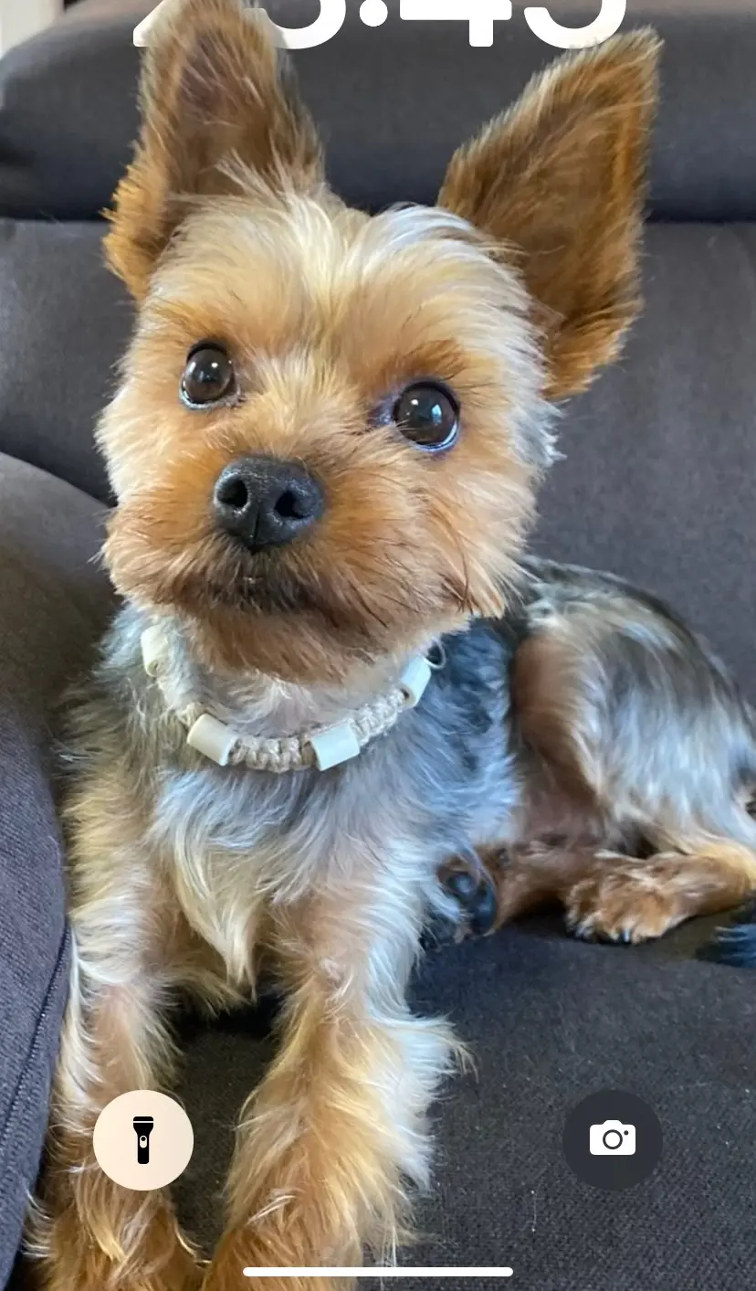 Chien Perdu 29 Finistère Chien Perdu 29 Finistère
