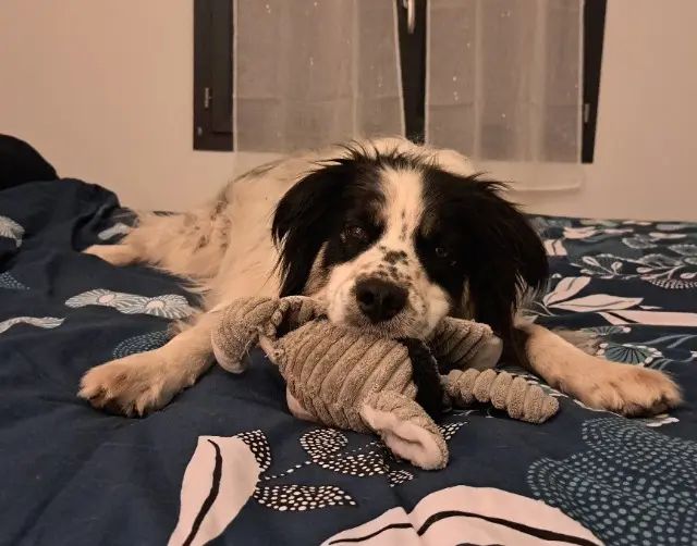 chien lost   20163 Tavera Arro