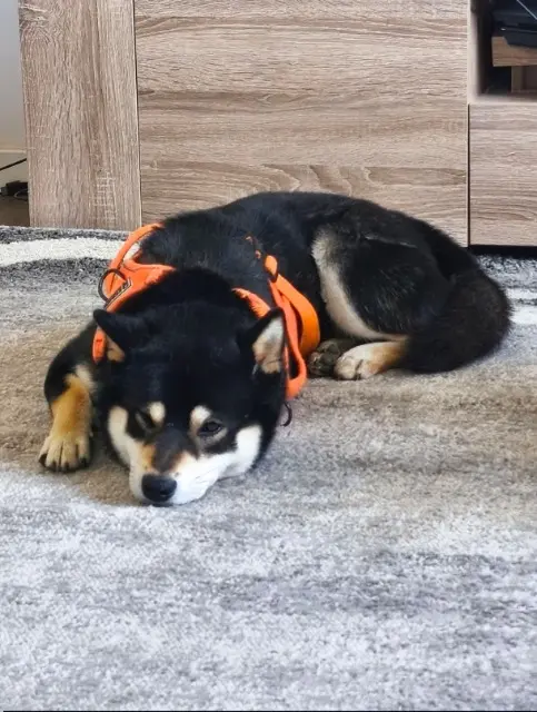 chien lost   20167 Cuttoli-Corticchiato Snow