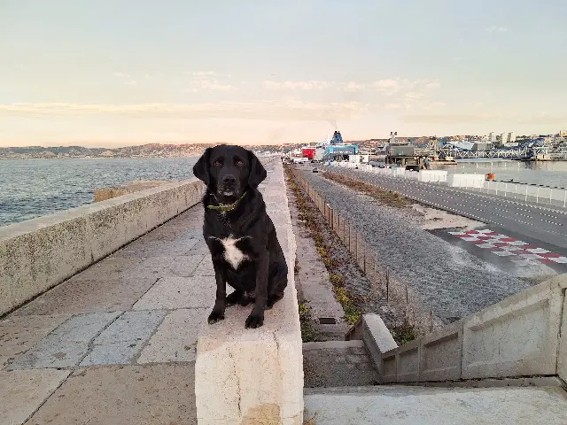 chien lost   20100 Bilia Djoudjou