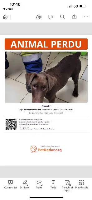 chien lost    Grosseto-Prugna Bandi