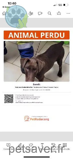 chien lost    Grosseto-Prugna Bandi