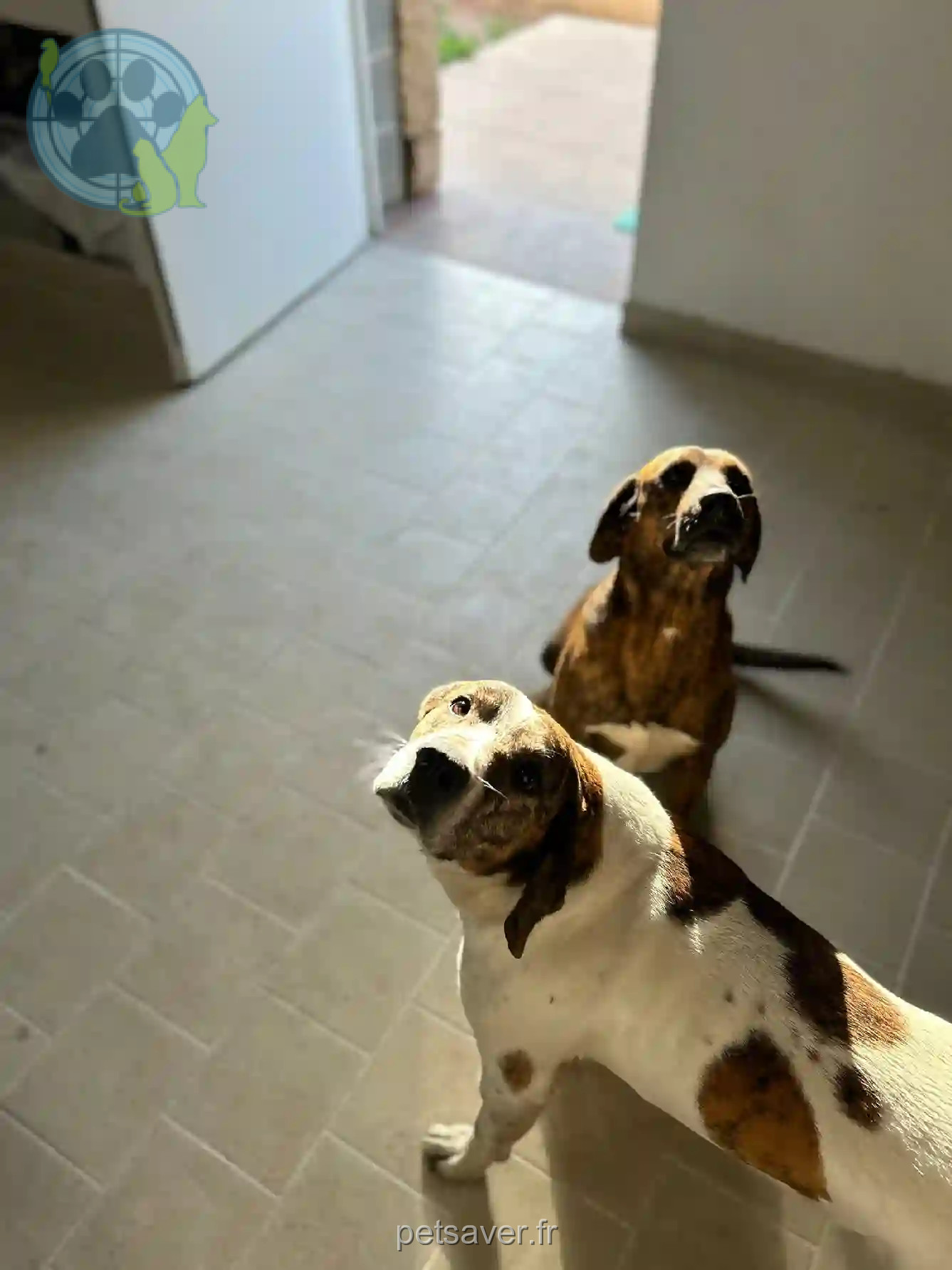 Chien Perdu 2A Corse-du-Sud Propriano - Raspoutine-&-cush Chien Perdu 2A Corse-du-Sud Propriano - Raspoutine-&-cush