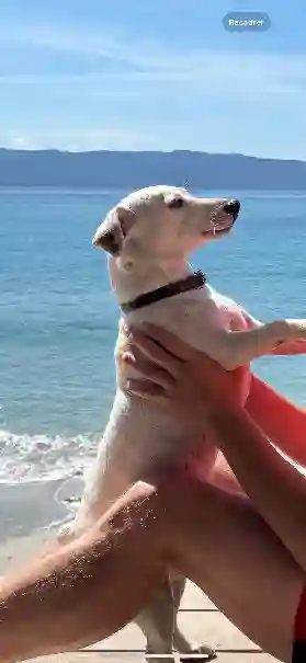 Chien Perdu 2A Corse-du-Sud Propriano - Roméo Chien Perdu 2A Corse-du-Sud Propriano - Roméo