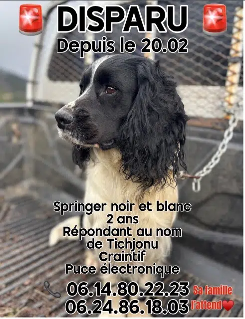 chien lost   20140 Moca-Croce Tichjonu