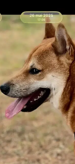 chien lost   20290 Lucciana Anakin