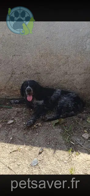 chien perdu 20290 Borgo Ghjocu chien lost 20290 Borgo Ghjocu