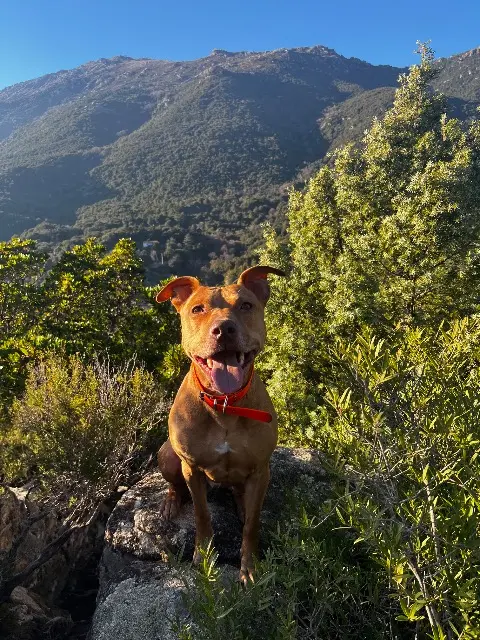 chien lost   20240 Chisa Iron