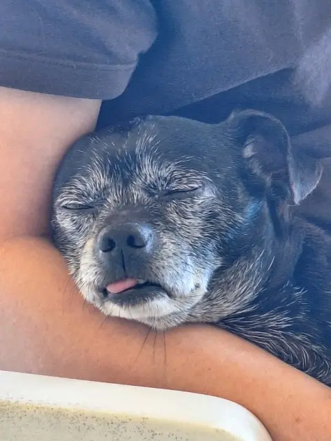 chien lost   20290 Monte Kiki