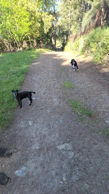 chien lost   20290 Monte Kiki