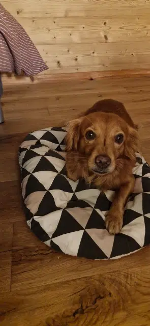 chien lost   20220 Pigna Lucky