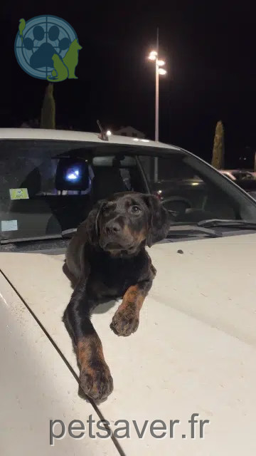 chien lost   20290 Borgo Orsu