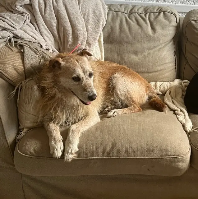 chien lost   20215 Venzolasca RAMBO