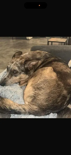 chien lost    Bastia Snow