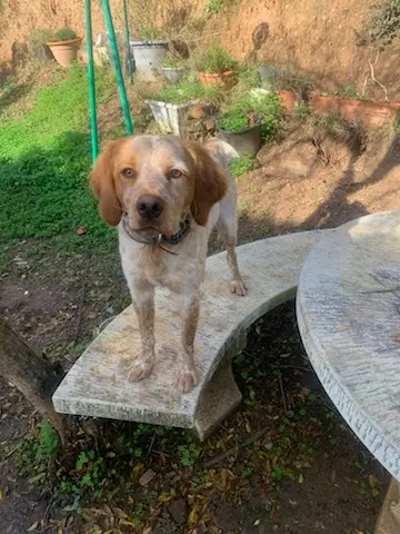 chien lost   20230 San-Nicolao Tao