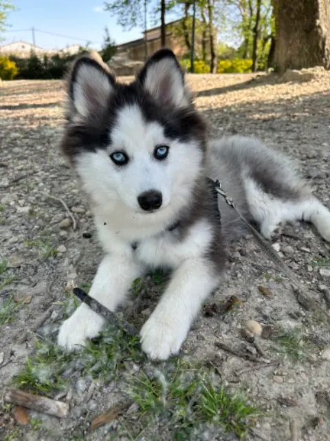 chien lost   30150 Roquemaure ATLAS