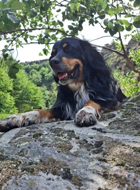 chien lost   30820 Caveirac Bat