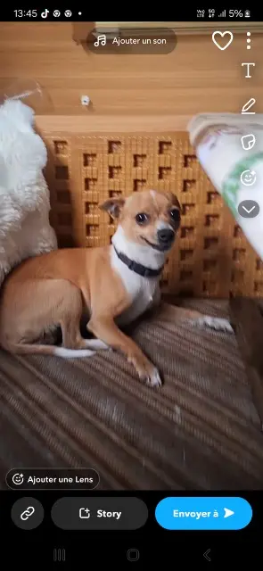 chien lost   30540 Milhaud Biscuits