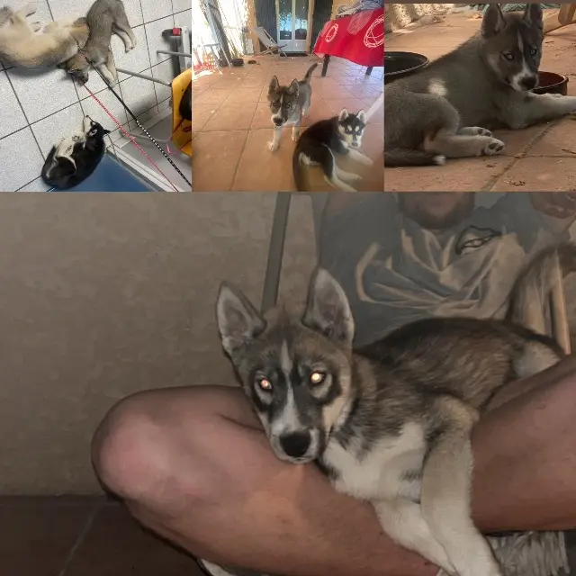 chien lost   30131 Pujaut Bjorn