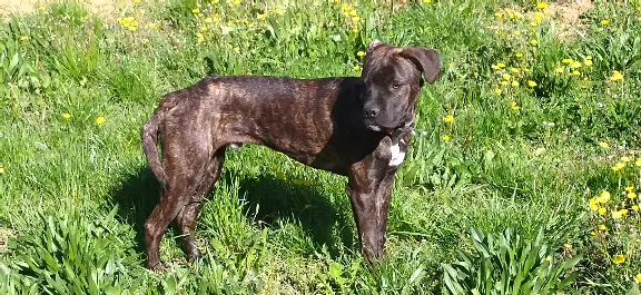 Chien Perdu 30 Gard - Charly Chien Perdu 30 Gard - Charly