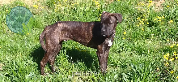 Chien Perdu 30 Gard - Charly Chien Perdu 30 Gard - Charly