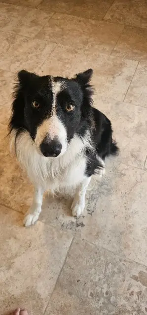 chien lost   30100 Alès Comete