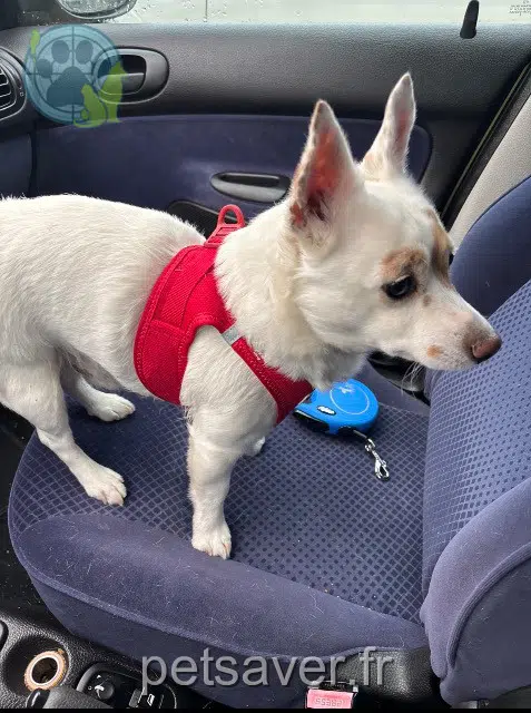 chien lost   30700 Uzès Denvers