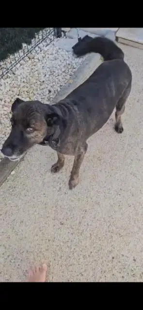 chien lost   30230 Bouillargues Fido