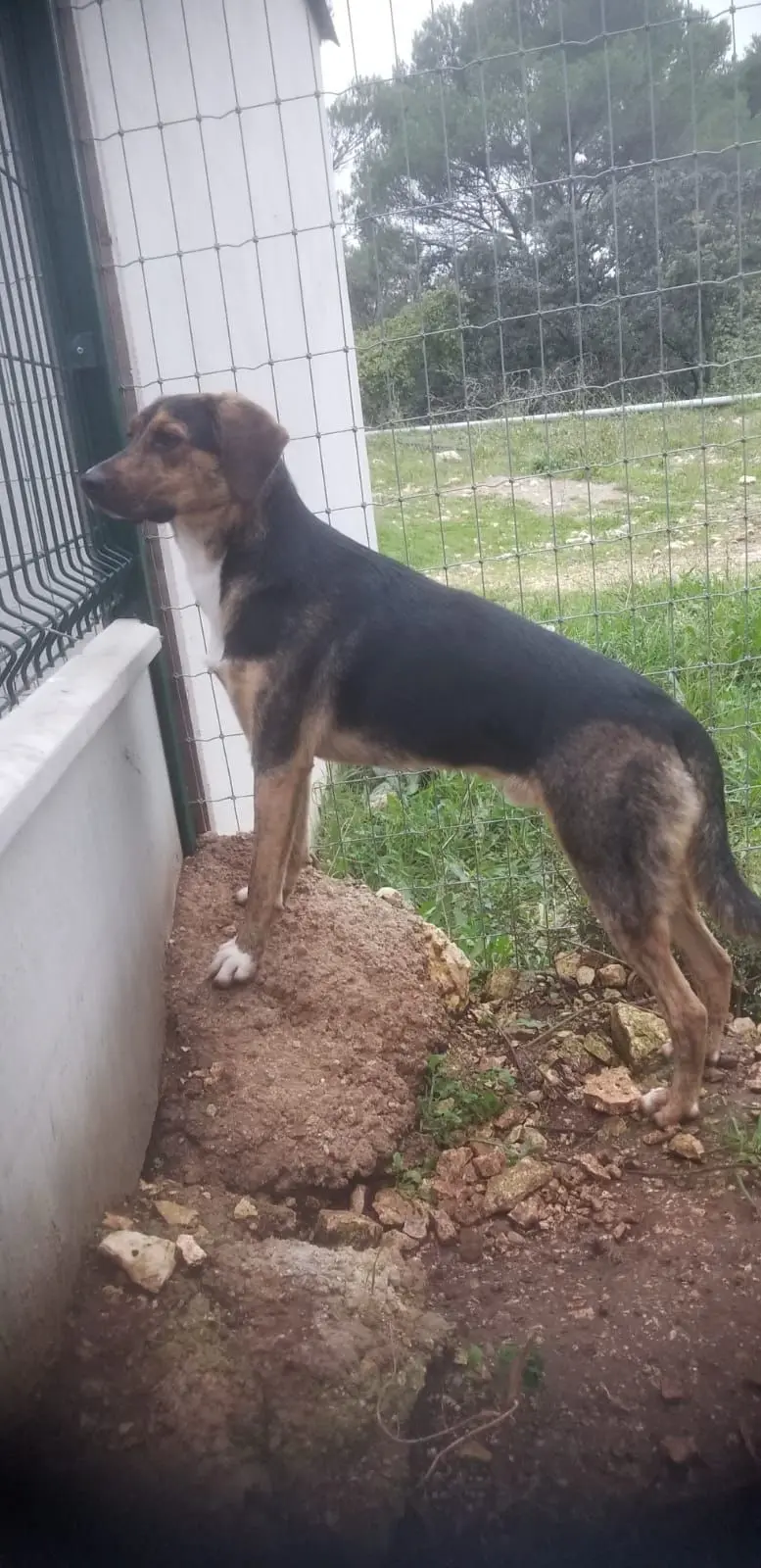 Chien Perdu 30 Gard - Gasper Chien Perdu 30 Gard - Gasper