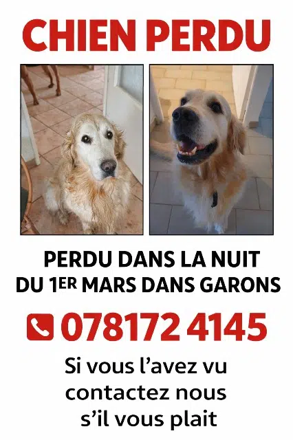chien lost   30128 Garons Giovanni