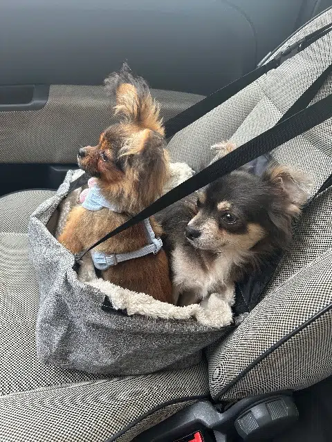 chien lost   30100 Alès Gucciprada