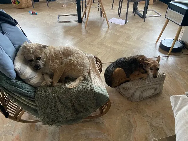 chien lost   30640 Beauvoisin Harrypraline