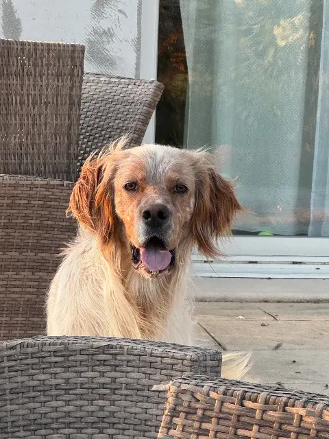 chien lost   30330 Saint-Paul-les-Fonts Jack